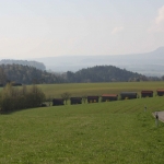 1-5-Blick-Landwirtschaftsausstellung